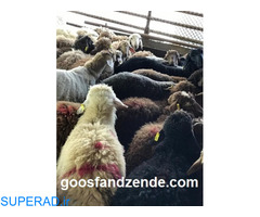 خرید گوسفند زنده از مرکز معتبر