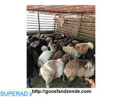 فروش گوسفند زنده به صورت شبانه روزی