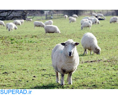 فروش گوسفند زنده با قیمت عالی
