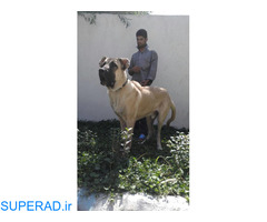 سگ های ایرانی سرابی نگهبان اصیل
