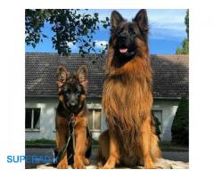 فروش سگ ژرمن شولاین مو کلاسیک بالغ با شیب استاندارد