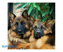 فروش سگ ژرمن شولاین مو کلاسیک ماده بالغ با شیب استاندارد