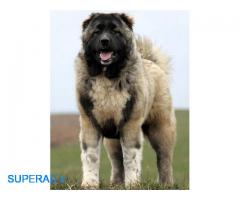 فروش سگ قفقازی بالغ با اصالت