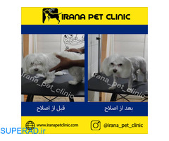 آرایشگاه حیوانات | کلینیک دامپزشکی ایرانا