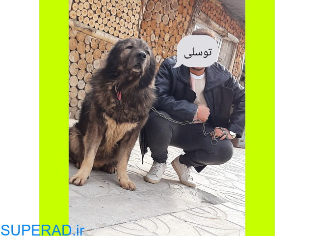 فروش سگ قفقازی درشت اصل روسیه