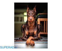 فروش سگ دوبرمن بلوطی اروپایی توله و بالغ اصیل