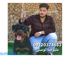 خرید سگ_فروش سگ_خرید سگ روتوایلر_قیمت سگ روتوایلر