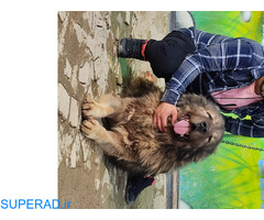 قفقازی_فروش سگ قفقازی در ایران