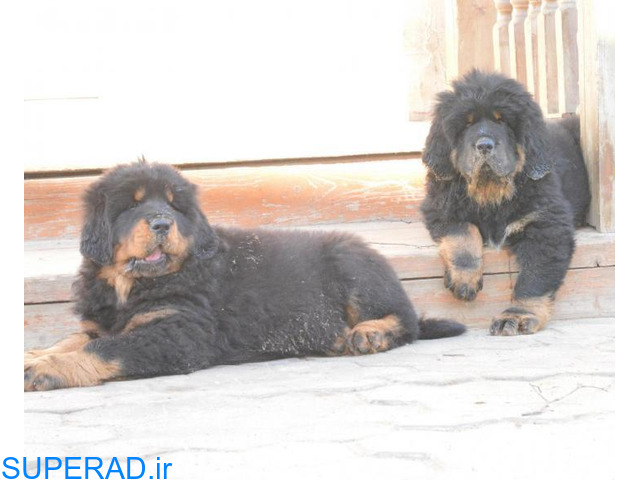 فروش سگ ماستیف تبتی-قیمت توله ماستیف تبتی