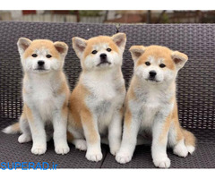 فروش سگ اکیتا ژاپنی