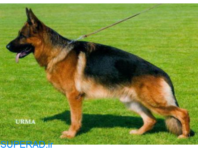 فروش انواع سگ ژرمن شپرد با مدارک کامل شناسایی