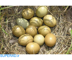 فروش تخم قرقاول در ارومیه