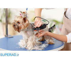 آموزش آرایش حیوانات خانگی ( پت گرومینگ )