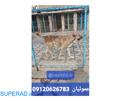 سگ سرابی یا "سلوکی" یک نژاد سگ محلی ایران
