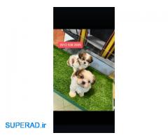 توله سگ شیتزو سوپرفلت