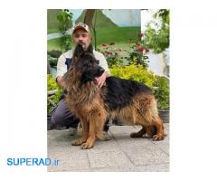 بزرگترین و معتبرترین کنل کلوب سگ ایران